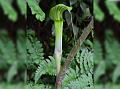 Kerala Cobra Lily